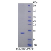 SDS-PAGE analysis of IL4 Protein.