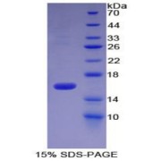 SDS-PAGE analysis of HtrA Serine Peptidase 1 Protein.