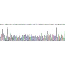 Histone H3 (H3) Protein