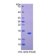 SDS-PAGE analysis of Histone H3 Protein.