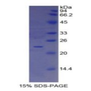 SDS-PAGE analysis of Interferon alpha Protein.