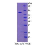 SDS-PAGE analysis of IL12B Protein.