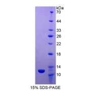 SDS-PAGE analysis of Apolipoprotein C2 Protein.