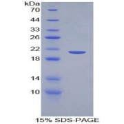 SDS-PAGE analysis of TNF alpha Protein.