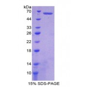 SDS-PAGE analysis of Ephrin B2 Protein.