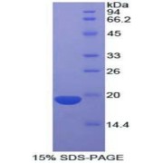 SDS-PAGE analysis of CRH Protein.