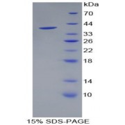 SDS-PAGE analysis of Pancreatic Polypeptide Protein.