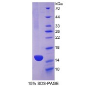 SDS-PAGE analysis of Cadherin, Heart Protein.