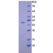 SDS-PAGE analysis of IL10 Protein.