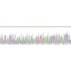 Human Pirin (PIR) Protein