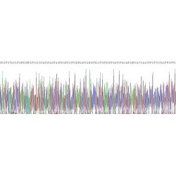 Human Collagen Type I Alpha 1 (COL1A1) Protein