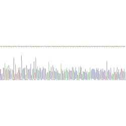 Human Collagen Type I Alpha 1 (COL1A1) Protein