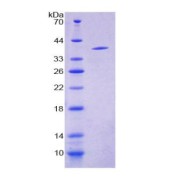 SDS-PAGE analysis of Neuropeptide S Protein.