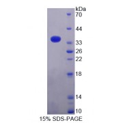 SDS-PAGE analysis of Tubulin beta 1 Protein.
