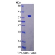 SDS-PAGE analysis of Sirtuin 4 Protein.