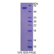 SDS-PAGE analysis of recombinant Human Cathepsin G Protein.