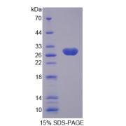 SDS-PAGE analysis of Kallikrein 4 Protein.