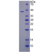 SDS-PAGE analysis of Hephaestin Protein.