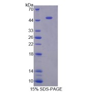 SDS-PAGE analysis of Gastrokine 1 Protein.