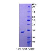 SDS-PAGE analysis of Midkine Protein.