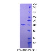 SDS-PAGE analysis of Pronociceptin Protein.