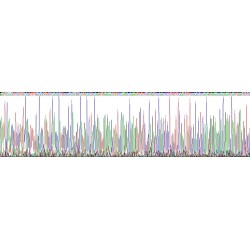 Human Placental Lactogen (CSH1) Protein