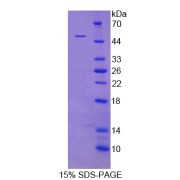 SDS-PAGE analysis of Isocitrate Dehydrogenase 2, mitochondrial Protein.