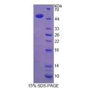 SDS-PAGE analysis of Legumain Protein.