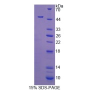 SDS-PAGE analysis of Cytohesin 4 Protein.