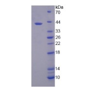 SDS-PAGE analysis of Solute Carrier Family 39, Member 6 Protein.