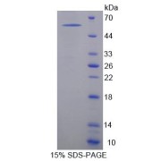 SDS-PAGE analysis of Neurexophilin 1 Protein.