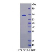SDS-PAGE analysis of Tropomyosin 3 Protein.