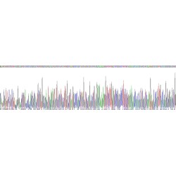 Human Laminin Beta 2 (LAMb2) Protein