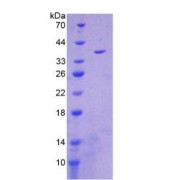 SDS-PAGE analysis of NADH Dehydrogenase 1 Protein.