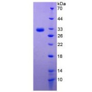 SDS-PAGE analysis of recombinant Human ASGR1 Protein.