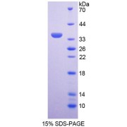 SDS-PAGE analysis of Cyclin D3 Protein.