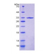 SDS-PAGE analysis of Fucosidase alpha L1, Tissue Protein.