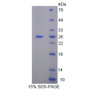 SDS-PAGE analysis of Family With Sequence Similarity 3, Member D Protein.