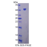 SDS-PAGE analysis of Sirtuin 7 Protein.