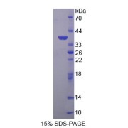 SDS-PAGE analysis of HAUS Augmin Like Complex Subunit 7 Protein.