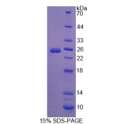 SDS-PAGE analysis of Ataxin 10 Protein.