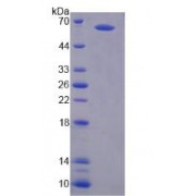 SDS-PAGE analysis of Glutamate Receptor, Ionotropic, NMDA 2A Protein.