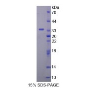 SDS-PAGE analysis of Kallikrein 8 Protein.