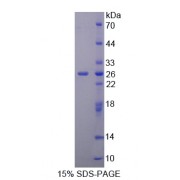 SDS-PAGE analysis of Signal Peptide, CUB Domain, EGF Like 3 Protein.