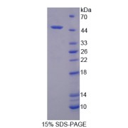 SDS-PAGE analysis of recombinant Human Platelet Activating Factor Acetylhydrolase 2 Protein.