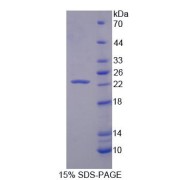 SDS-PAGE analysis of Ephrin A1 Protein.