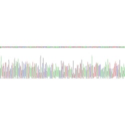 Human Kinesin Family, Member 18A (KIF18A) Protein