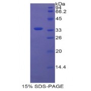 SDS-PAGE analysis of WNT3 Protein.