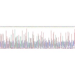 Human Protein Wnt-4 (WNT4) Protein