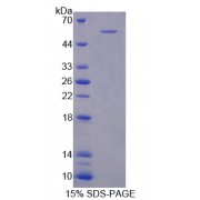 SDS-PAGE analysis of Glutamate Receptor, Metabotropic 3 Protein.